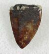 Serrated Phytosaur (Redondasaurus) Tooth - Arizona #27647-1